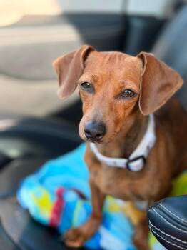 Tinkerbell 4 -  Dachshund Dog for Adoption in Parker, Colorado - Tinkerbell 4 | PetCurious