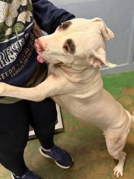 Maybelline 26 -  Staffordshire Bull Terrier Dog for Adoption in Brookhaven, Mississippi - Maybelline 26 | PetCurious