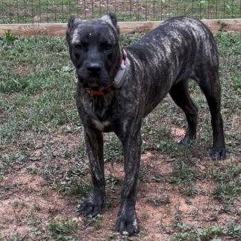 Tilly -  Presa Canario Dog Available for Adoption in Durham, North Carolina - Tilly | PetCurious
