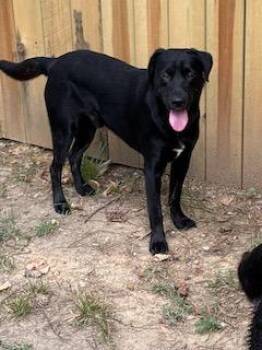 Dakota -  Labrador Retriever Dog for Adoption in Warrington, Pennsylvania - Dakota | PetCurious