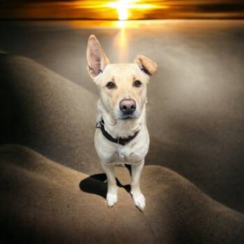 Rescue Labrador Retriever and Shepherd Dogs for Adoption in Cumberland, Maryland - Kane | PetCurious