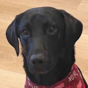 Labrador Retriever Dogs Available for Adoption - Wilmer | PetCurious