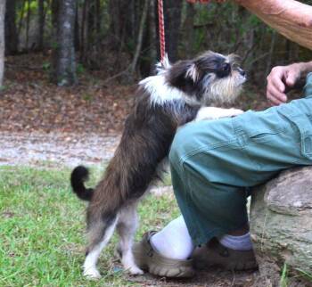 Sindee -  Shih Tzu Dog for Adoption in Willingboro, New Jersey - Sindee | PetCurious