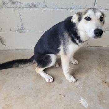 Denali 3222 -  Husky and Mixed Breed Dog for Adoption in Loxahatchee Groves, Florida - Denali 3222 | PetCurious
