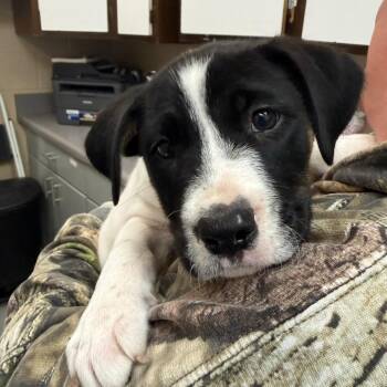 Headlight -  Hound and Labrador Retriever Dog for Adoption in Troy, Virginia - Headlight | PetCurious