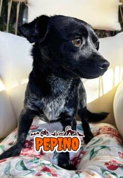 Rescue Chihuahua and Poodle Dogs for Adoption in Santa Clarita, California - Pepino | PetCurious