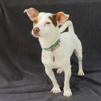 ZITO -  Jack Russell Terrier Dog for Adoption in Richmond, California - ZITO | PetCurious