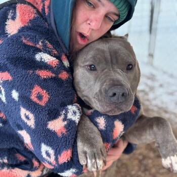 Pit Bull Terrier Dogs Available for Adoption - Fantine 2 | PetCurious