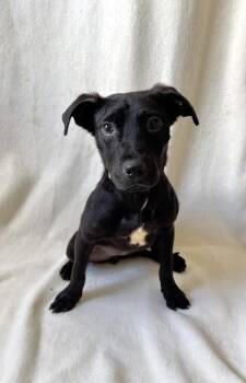 Galette -  Labrador Retriever Dog for Adoption in Buffalo, Minnesota - Galette | PetCurious