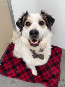 Husky and Border Collie Dogs Available for Adoption in Yellowknife, Northwest Territories - Bella | PetCurious