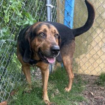 Bloodhound Dogs Available for Adoption in Newport, North Carolina - Goober | PetCurious