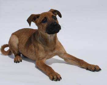 Cookie Dough -  Shar Pei and Labrador Retriever Dog for Adoption in Sedalia, Colorado - Cookie Dough | PetCurious