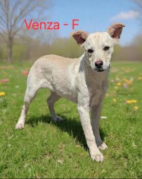 Venza -  Australian Cattle Dog Blue Heeler and Labrador Retriever Dog for Adoption in Lakewood Ranch, Florida - Venza | PetCurious