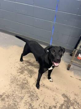 CHAZ -  Labrador Retriever and Mixed Breed Dog for Adoption in Tallahassee, Florida - CHAZ | PetCurious