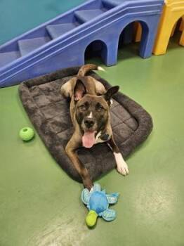 Nikolai -  Belgian Shepherd Malinois and Mixed Breed Dog for Adoption in Westland, Michigan - Nikolai | PetCurious