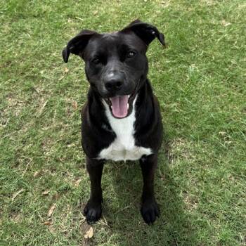 Rescue Pit Bull Terrier and Mixed Breed Dogs for Adoption in Georgetown, Texas - Daisy | PetCurious