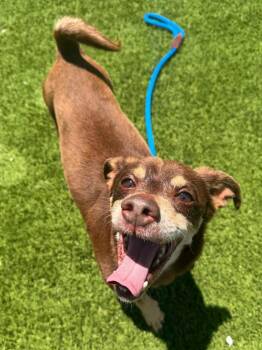 Tucker -  Chihuahua and Miniature Pinscher Dog for Adoption in Frankfort, Kentucky - Tucker | PetCurious