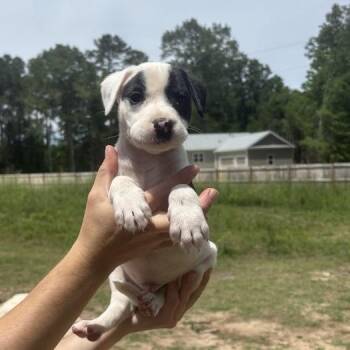Labrador Retriever and None Dogs Available for Adoption in North Charleston, South Carolina - Plankton | PetCurious