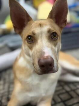 Ranch -  Labrador Retriever and Husky Dog for Adoption in Lindenhurst, New York - Ranch | PetCurious