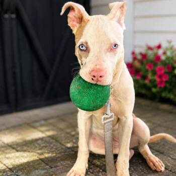 Saphire -  Pit Bull Terrier Dog for Adoption in Philadelphia, Pennsylvania - Saphire | PetCurious