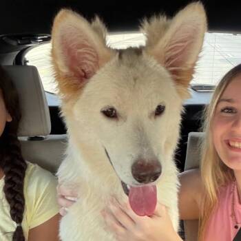 Sadie -  German Shepherd Dog Dog for Adoption in Phoenix, Arizona - Sadie | PetCurious