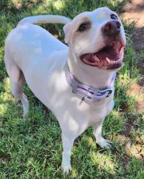 Mercedes -  Pit Bull Terrier Dog for Adoption in St. George, Utah - Mercedes | PetCurious
