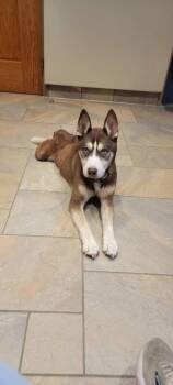 Rescue Siberian Husky Dogs for Adoption in Mingus, Texas - Trucker | PetCurious
