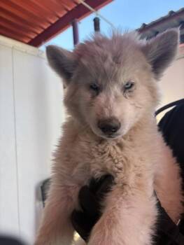 61022110 -  Siberian Husky and Mixed Breed Dog Available for Adoption in El Paso, Texas - 61022110 | PetCurious
