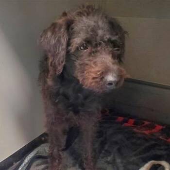 Louis -  Black Labrador Retriever and Poodle Dog for Adoption in Nampa, Idaho - Louis | PetCurious