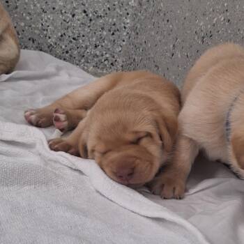 Stevie -  Yellow Labrador Retriever Dog for Adoption in Freeport, Florida - Stevie | PetCurious