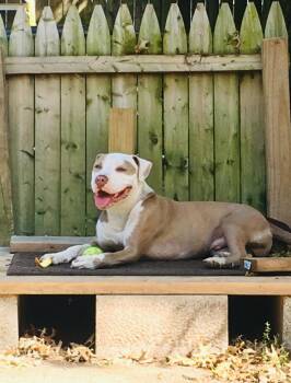 Finn -  American Staffordshire Terrier Dog for Adoption in East Orange, New Jersey - Finn | PetCurious
