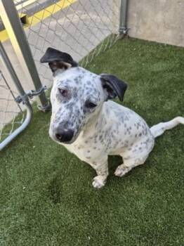 Mixed Breed Dogs Available for Adoption - Snow White | PetCurious