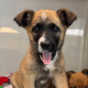 Mixed Breed Dogs Available for Adoption in Saint Charles, Missouri - Martin | PetCurious