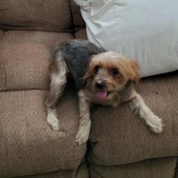 Marigold -  Yorkshire Terrier Dog for Adoption in Wadena, Minnesota - Marigold | PetCurious