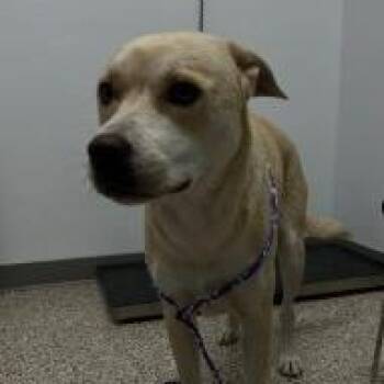 PUGSLY -  Labrador Retriever and Mixed Breed Dog for Adoption in Bullhead City, Arizona - PUGSLY | PetCurious