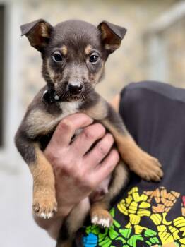 Rescue Catahoula Leopard Dog and Shepherd Dogs for Adoption - Peter | PetCurious