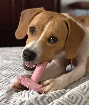 Susanna -  Beagle Dog for Adoption in Dunnellon, Florida - Susanna | PetCurious
