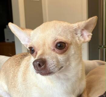 Chihuahua Dogs Available for Adoption in Franklin, Tennessee - PATTY CAKE | PetCurious
