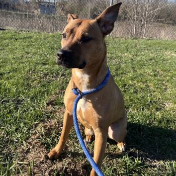 Pit Bull Terrier and Labrador Retriever Dogs Available for Adoption in Bristol, Indiana - Daphne | PetCurious