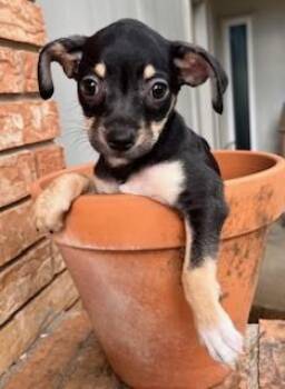 Chihuahua Dogs Available for Adoption in Edgecliff Village, Texas - JUMPER | PetCurious