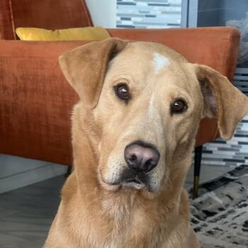 Abby -  Yellow Labrador Retriever Dog for Adoption in Albuquerque, New Mexico - Abby | PetCurious