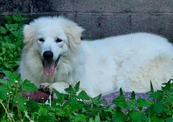 Mika -  Great Pyrenees Dog for Adoption in Brooklyn Center, Minnesota - Mika | PetCurious