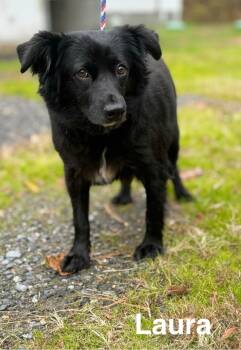 Rescue Collie Dogs for Adoption in Cambridge, Maryland - Laura | PetCurious