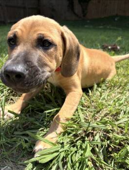 Iver -  Labrador Retriever and Hound Dog for Adoption in Kannapolis, North Carolina - Iver | PetCurious