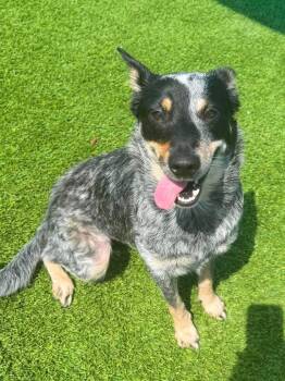 Sky -  Australian Cattle Dog Blue Heeler and Mixed Breed Dog for Adoption in Frankfort, Kentucky - Sky | PetCurious