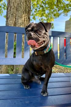 Rescue Pug Dogs for Adoption in Shorewood, Illinois - Hank | PetCurious