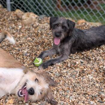 Riley(BAS) -  Terrier and Mixed Breed Dog for Adoption in Lenoir, North Carolina - Riley(BAS) | PetCurious