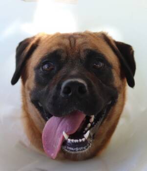 Rescue Mixed Breed Dogs for Adoption in Walla Walla, Washington - Zoomies | PetCurious