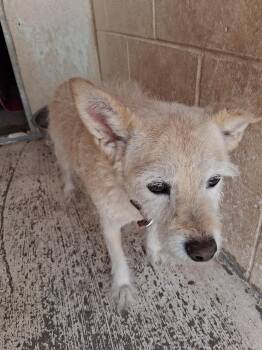 Nanna -  Rat Terrier Dog for Adoption in Deming, New Mexico - Nanna | PetCurious