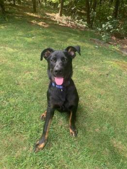 Chipper -  German Shepherd Dog and Mixed Breed Dog for Adoption in Ellijay, Georgia - Chipper | PetCurious